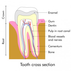 Root canals in Lacey from Peterson & Cammack Dentistry can end the tooth sensitivity and pain you experience all too often.